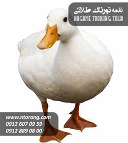 فروش جوجه اردک 15 روزه گوشتی